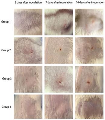 Trichoderma longibrachiatum-Associated Skin Inflammation and Atypical Hyperplasia in Mouse